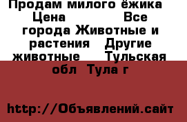 Продам милого ёжика › Цена ­ 10 000 - Все города Животные и растения » Другие животные   . Тульская обл.,Тула г.
